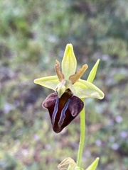 Ophrys sphegodes montenegrina