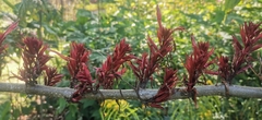 Cyclacanthus coccineus