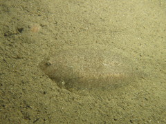 Arnoglossus