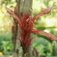Cyclacanthus coccineus