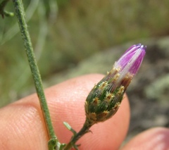 Centaurea besseriana