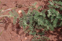 Indigofera oxytropis