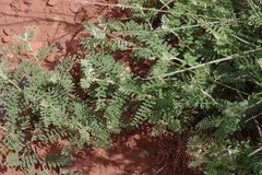 Indigofera oxytropis