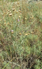 Centaurea besseriana