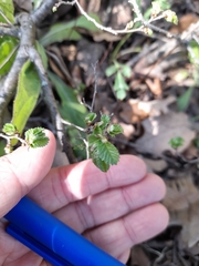 Ulmus minor minor