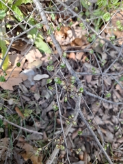 Ulmus minor minor