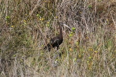 Plegadis falcinellus