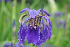 Iris bulleyana