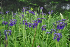 Iris bulleyana