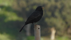 Turdus merula cabrerae