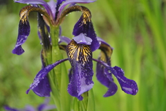 Iris bulleyana