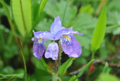 Iris goniocarpa