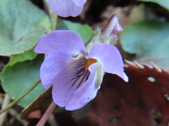 Viola hondoensis