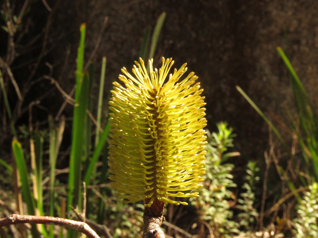 Mountain Banksia