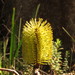 Mountain Banksia - Photo (c) Donald Hobern, some rights reserved (CC BY)