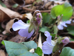 Viola hondoensis