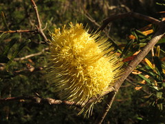 Banksia canei