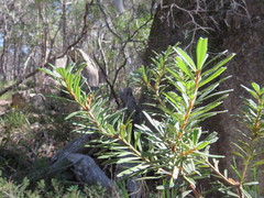 Banksia canei