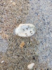 Ruditapes decussatus