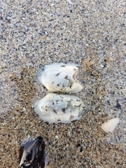 Ruditapes decussatus