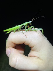 Paramantis sacra