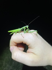 Paramantis sacra