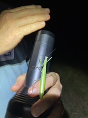 Paramantis sacra