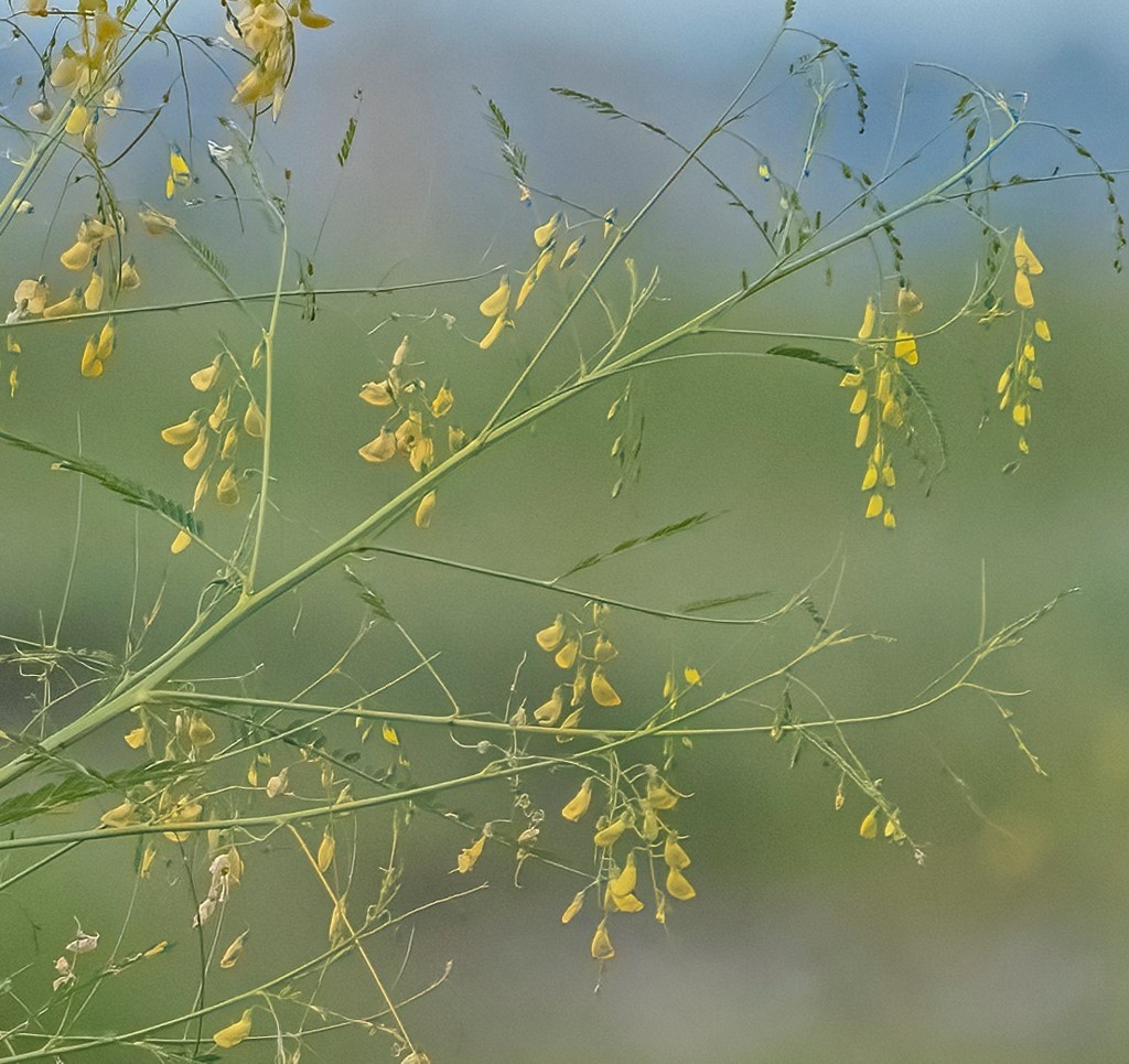 Sesbania microphylla Harm.