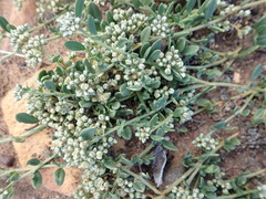 Limeum telephioides telephioides