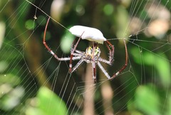 Argiope aemula