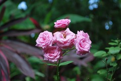 Rosa