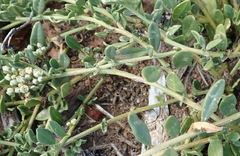 Limeum telephioides telephioides