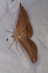 Phallaria ophiusaria