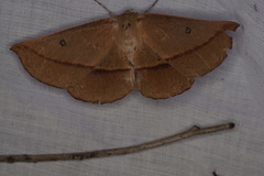 Phallaria ophiusaria