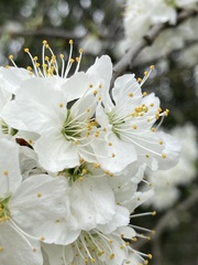 Prunus domestica