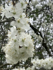 Prunus domestica