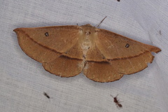 Phallaria ophiusaria