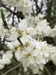 Prunus domestica