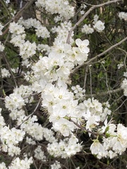 Prunus domestica