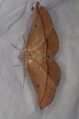 Phallaria ophiusaria