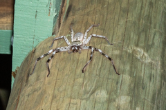 Holconia murrayensis