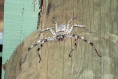 Holconia murrayensis