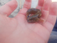 Etheostoma crossopterum