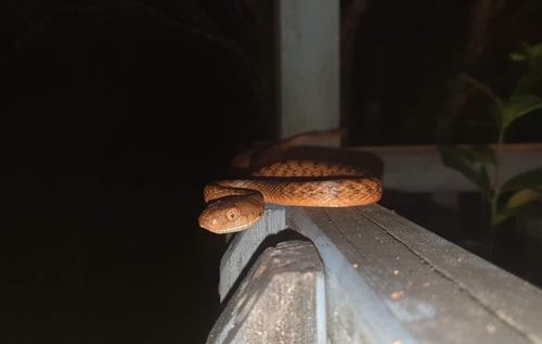 Brown Tree Snake sighting