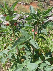 Scrophularia grandiflora