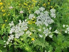 Pimpinella cretica