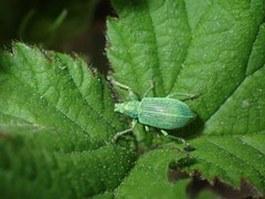Entiminae