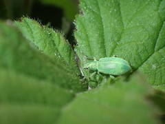 Entiminae