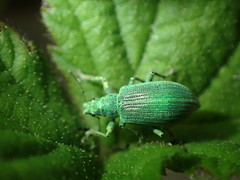 Entiminae