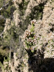 Ozothamnus hookeri